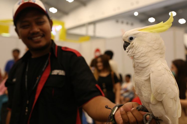 Kakatua di Indo Pet Expo