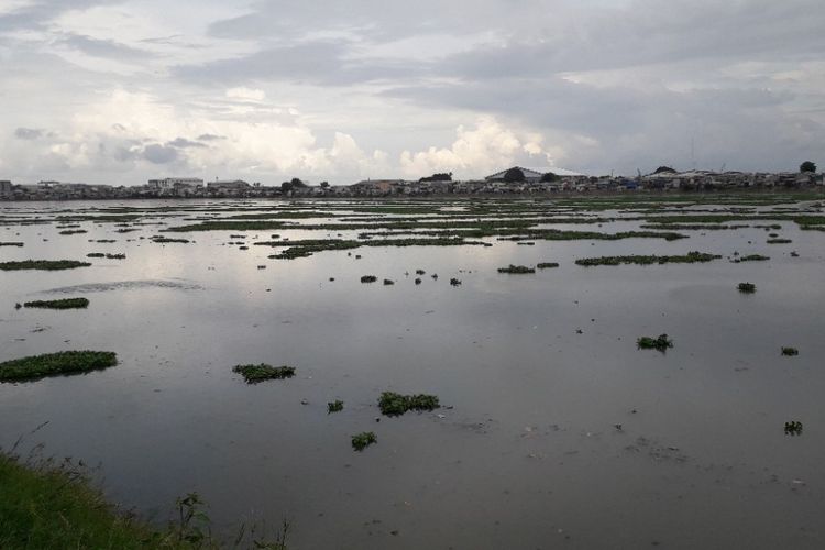 Waduk Pluit, Jakarta Utara, ditumbuhi tanaman eceng gondok, Kamis (21/2/2019).