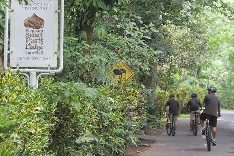 Pesepeda Bali Adventure Tours melewati kawasan Hutan Taro sesaat setelah meninggalkan titik keberangkatan di Elephant Safari Park, Desa Taro, Kecamatan Tegallalang, Kabupaten Gianyar, Bali, Sabtu (5/3/2016).