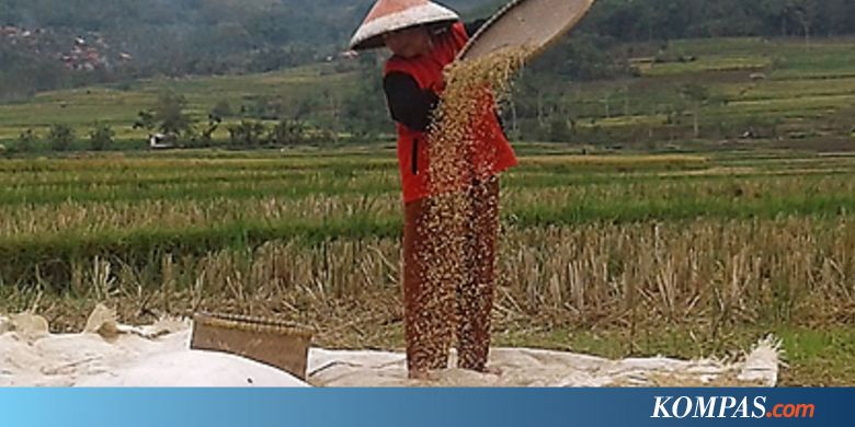 Januari 2019 Harga Gabah  Kering dan Beras Naik Kompas com