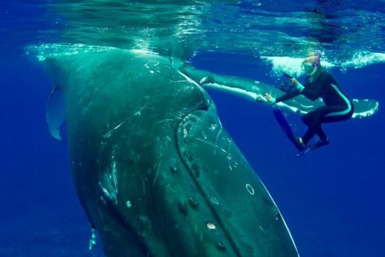 Seekor paus bungkus seberat 22 ton melindungi peneliti Nan Hauser dari serangan hiu macan.