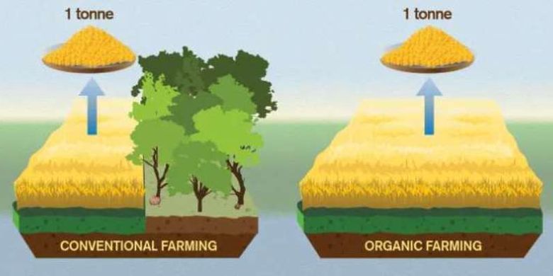Perbandingan lahan yang diperlukan untuk memanen tanaman organik dan konvensional dalam jumlah yang sama.