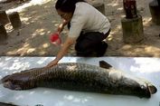 Di Batam, Ikan Arapaima Jadi Idola Pengunjung Hutan Wisata Mata Ku cing