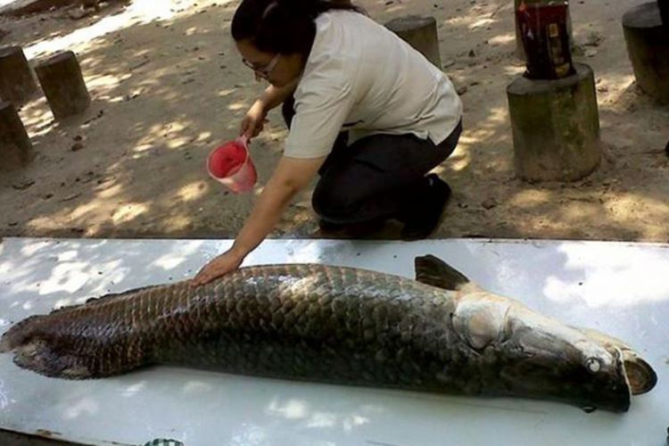  Ikan  Arapaima dan Aligator Ditemukan di Kebun Warga di 