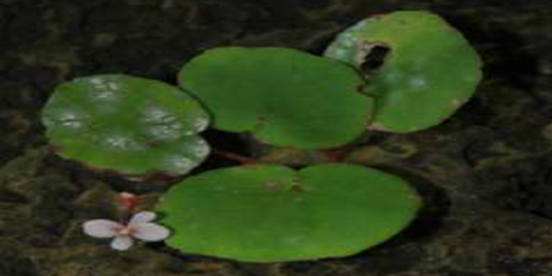 Begonia iskandariana