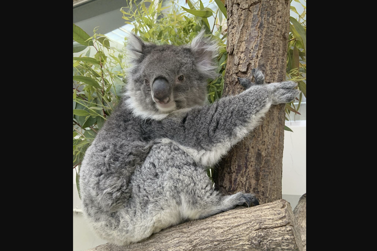 Koala Tertua di Jepang Meninggal di Taman Wisata Hyogo, Usia Setara 90 Tahun Manusia