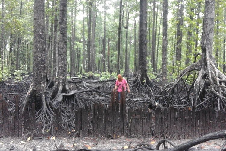 Seorang perempuan adat Enggano mencari lokan di sela-sela mangrove yang menjulang