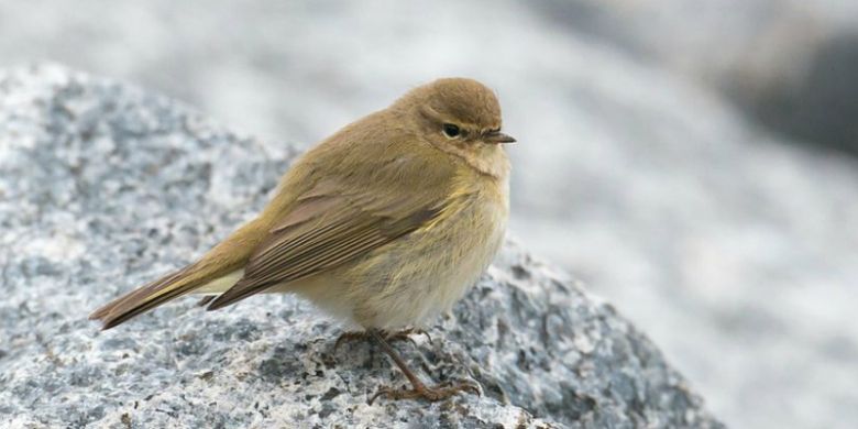 Burung Willow Warbler Siberia mampu menempuh rute migrasi hingga 13.000 Km
