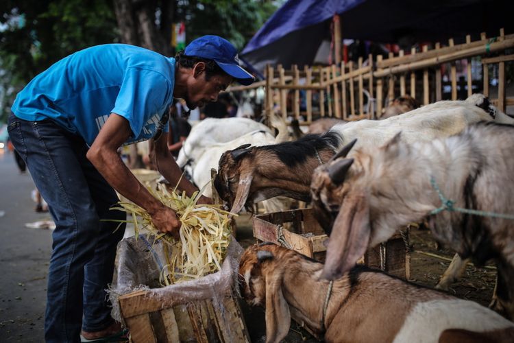 Pedagang kambing menjajakkan hewan kurban di trotoar Jalan KH Mas Mansyur, Tanah Abang, Jakarta Pusat, Kamis (31/8/2017). Menjelang Idul Adha 1438 H, pedagang mulai menjajakkan hewan kurban di pinggir jalan dengan harga bervariasi mulai dari Rp 1,5 juta hingga Rp 8 juta.