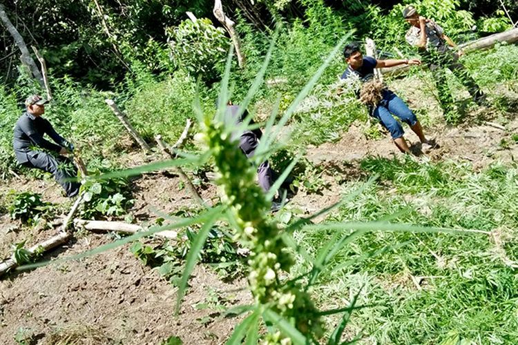 Personel Polres Aceh Besar memusnahkan ladang ganja yang ditemukan di kawasan pegunungan, Kuta Malaka, Samahani, Kabupaten Aceh Besar, Kamis (8/2/2018).