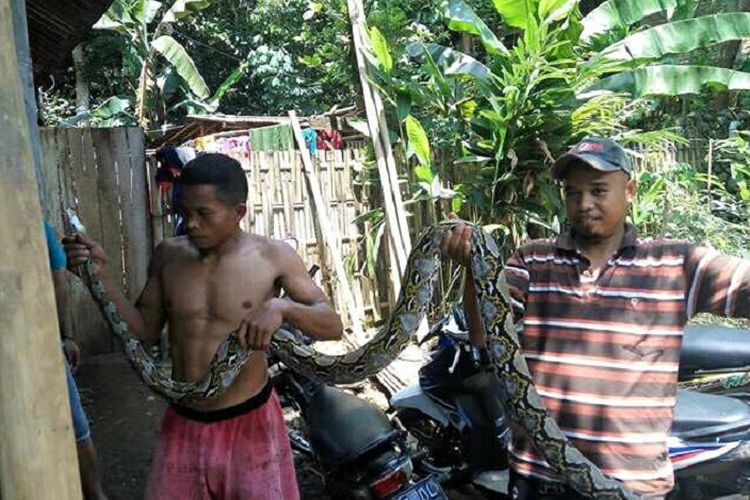 Seekor ular sanca kembang (Python reticulatus) menggegerkan warga Desa Baleraksa Kecamatan Karangmoncol, Purbalingga Selasa (31/10/2017).