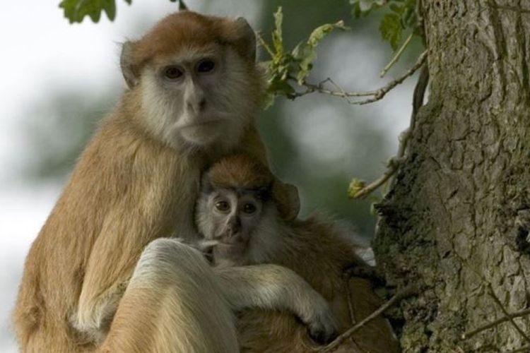 Monyet Patas yang ada di Taman Safari Woburn, Inggris. 13 ekor monyet jenis tersebut dilaporkan mati dalam kebakaran yang terjadi Selasa (2/1/2018).