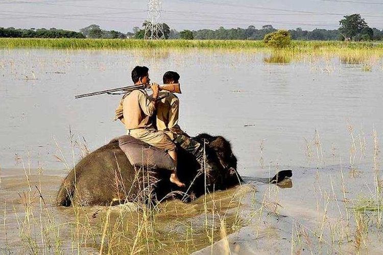 Polisi hutan India berpatroli sambil menunggang gajah di Suaka Margasatwa Pobitora di Morigaon, negara bagian Assam.