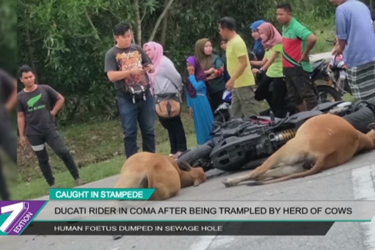Motor Ducati dan dua ekor tergeletak di jalan. Sebelumnya, seorang pengendara motor itu diserang dan diinjak-injak kawanan sapi di Merang, Malaysia, pada Jumat (14/9/2018). (YouTube/NTV7)