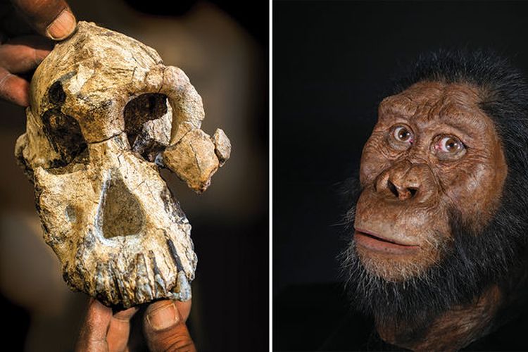 Tengkorak Australopithecus anamensis (kiri) dan hasil rekonstruksi (kanan)