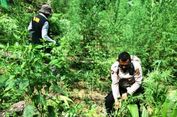 Dimusnahkan, Tanaman Ganja di Atas 10 Hektar Ladang di Aceh