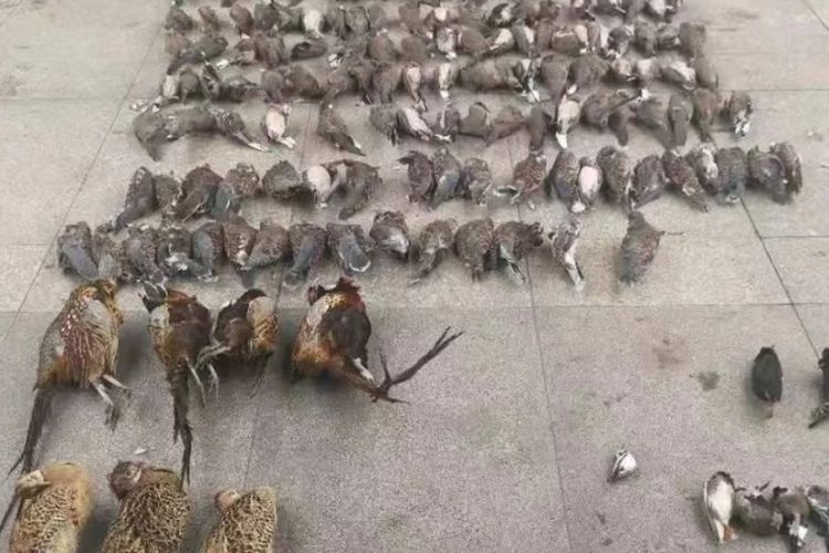 Ratusan bangkai burung yang mati dan disimpan dalam lemari pendingin oleh seorang perempuan di China. Burung-burung tersebut rencananya akan dijual ke restoran.