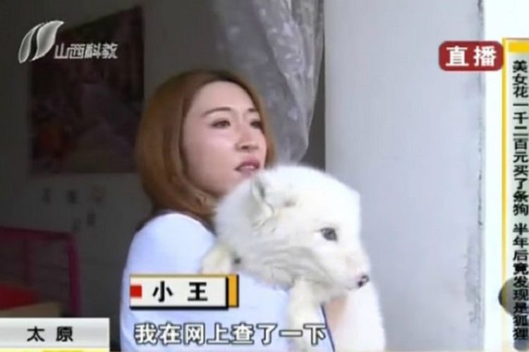 Wang yang tinggal di China bersama rubah peliharaannya. Dia mengira hewan tersebut anjing ketika membelinya di 2017.