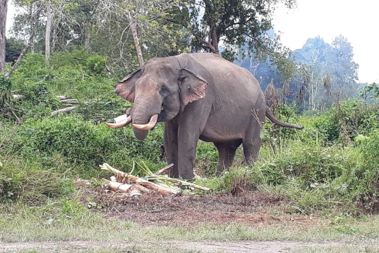 Gajah jinak diturunkan untuk membantu petugas gabungan BBKSDA Riau untuk proses penggiringan enam kawanan gajah liar yang masuk ke kawasan perkebunan warga di Kabupaten Indragiri Hulu, Riau.