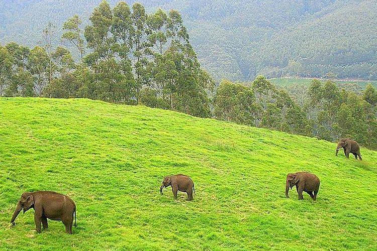 Sekelompok gajah di Kerala, India.