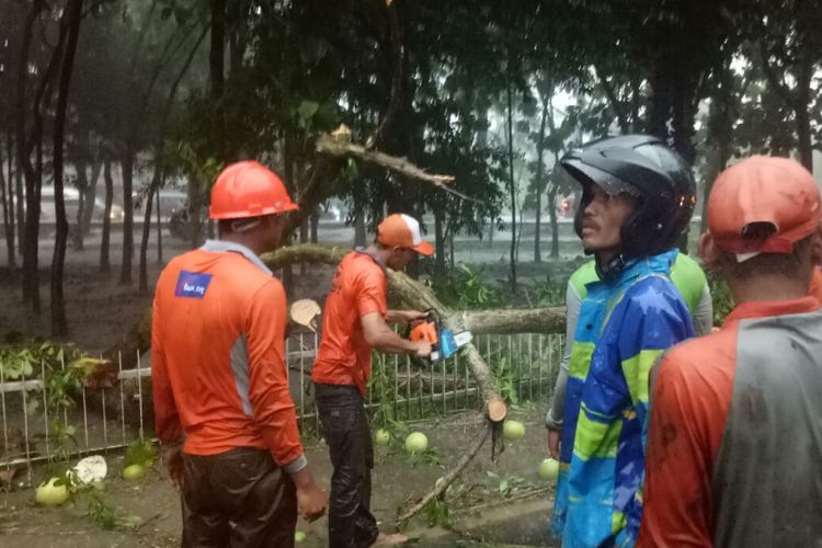 Relawan mengevakuasi pohon-pohon tumbang akibat hujan lebat di Jalan Sarwo Edi Wibowo, Kabupaten Magelang, Jawa Tengah, Rabu (24/1/2018).