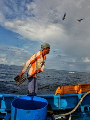 Penebar umpan di Ternate dikenal dengan istilah boy-boy. Umpan hidup berupa ikan-ikan kecil disebar untuk menarik perhatian ikan besar, seperti cakalang. 