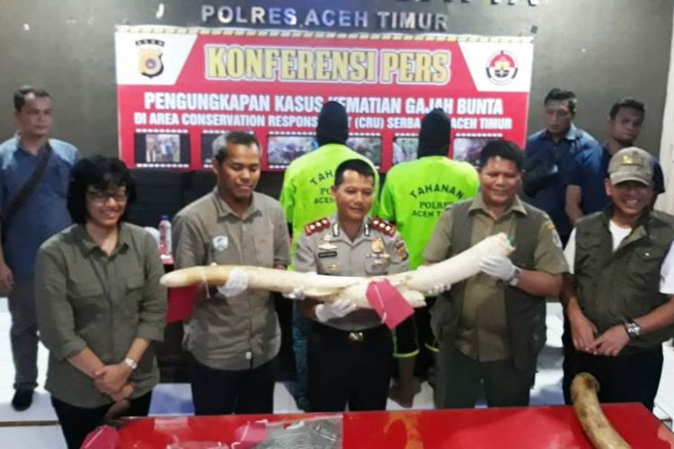 Polisi memperlihatkan gading gajah dan dua tersangka pelaku pembunuhan gajah Bunta di Mapolres Aceh Timur, Rabu (4/7/2018)