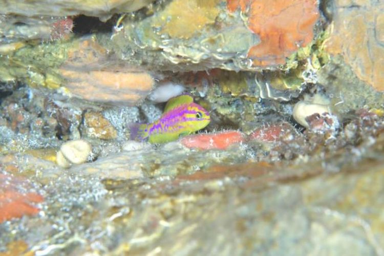 Sekitar 120 meter di bawah permukaan Samudra Atlantik, hidup Tosanoides aphrodite yang suka bersembunyi di terumbu karang. Ikan ini hanya hidup di perairan sekitar Saint Paul Archipelago, Brasil.