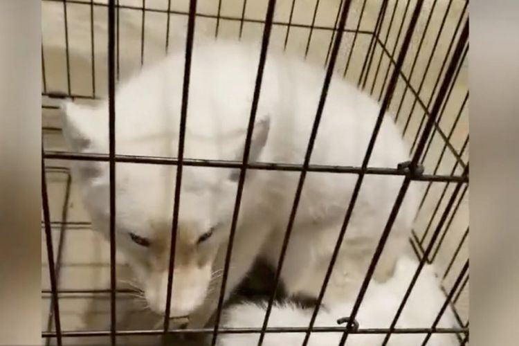 Inilah rubah perak yang dikira seekor anjing liar ketika diselamatkan seorang pemilik toko hewan di China.