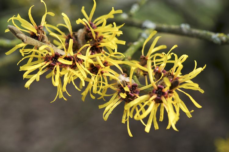 Pohon Hazel China (Hamamelis mollis) bisa melemparkan biji sejauh 12 meter per detik.