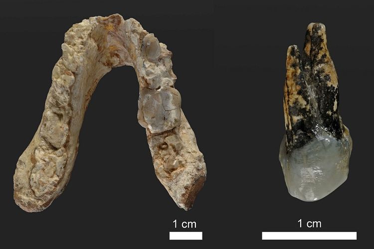 Fosil gigi dan rahang bawah Graecopithecus