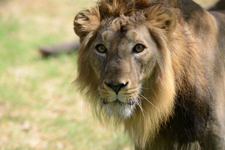 Singa liar Asia termasuk dalam hewan terancam punah dan dilindungi di India.