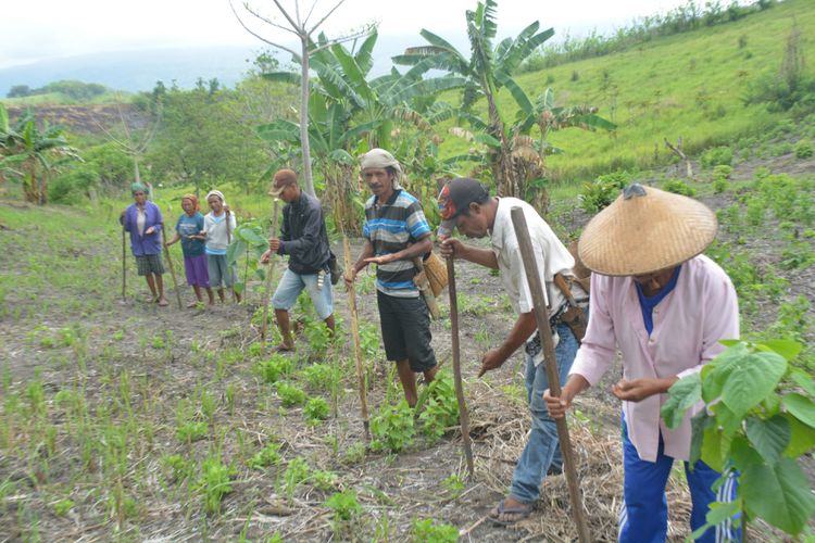 Kaum perempuan dan laki-laki secara gotong royong menanam benih padi sesudah ritual adat Weri Mata Nii dilaksanakan oleh tetua adat setempat, Sabtu (24/11/2018). (KOMPAS.com/Markus Makur)
