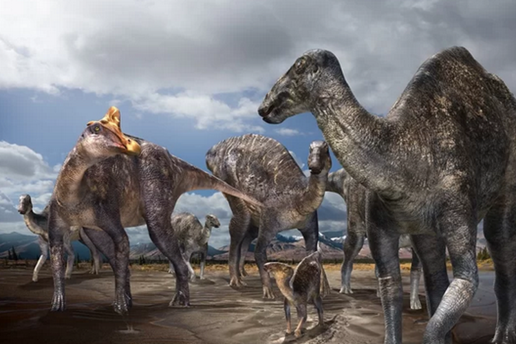 Tidak seperti beberapa hadrosaurus, dinosaurus paruh bebek yang baru ditemukan ini memiliki jambul di kepalanya.
