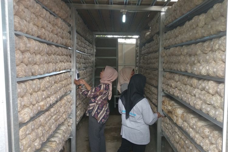 Petugas dari Kerabat Petani Pulo Kambing memeriksa rumah jamur tempat budidaya jamur, Kamis (22/3/2018)