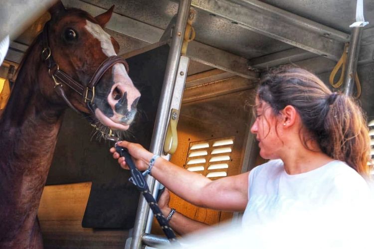 Satu pekan jelang perhelatan Asian Games XVIII tahun 2018 digelar, 17 ekor kuda peserta cabang olah raga equestrian asal kota Liege, Belgia mendarat di Bandara Soekarno-Hatta, Sabtu (11/8/2018)