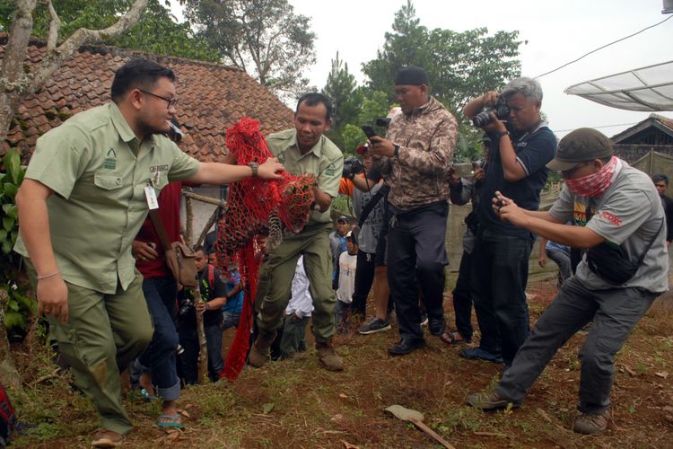 Dua petugas mengevakuasi macan tutul dari rumah warga di Kampung/Desa Perbawati, Sukabumi, Jawa Barat, Kamis (17/5/2018).
