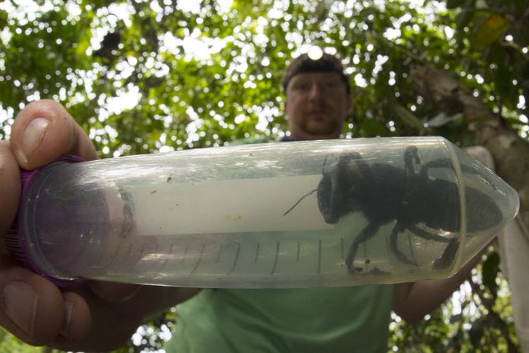 Eli Wyman berhasil menangkap lebah raksasa Wallace betina.