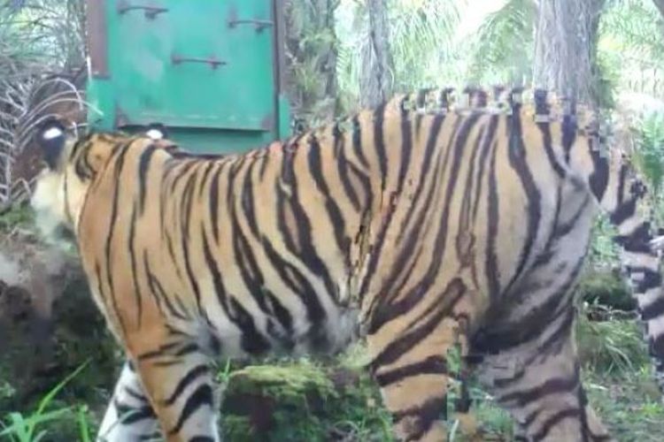 Harimau Sumatera yang diberi nama Bonita tertangkap dalam kamera yang dipasang petugas BBKSDA Riau. Sudah 3 bulan berselang sejak menewaskan seorang warga, harimau ini belum juga tertangkap.