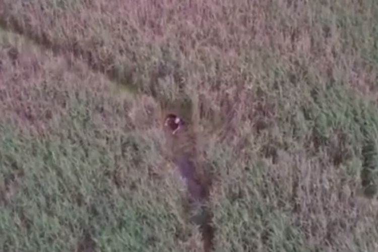 Tangkapan layar rekaman drone saat menemukan pria yang hilang di tengah tanaman alang-alang di Inggris.