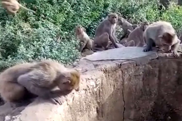 Monyet melongok ke dalam sumur untuk melihat macan tutul yang tergelincir di dalamnya.