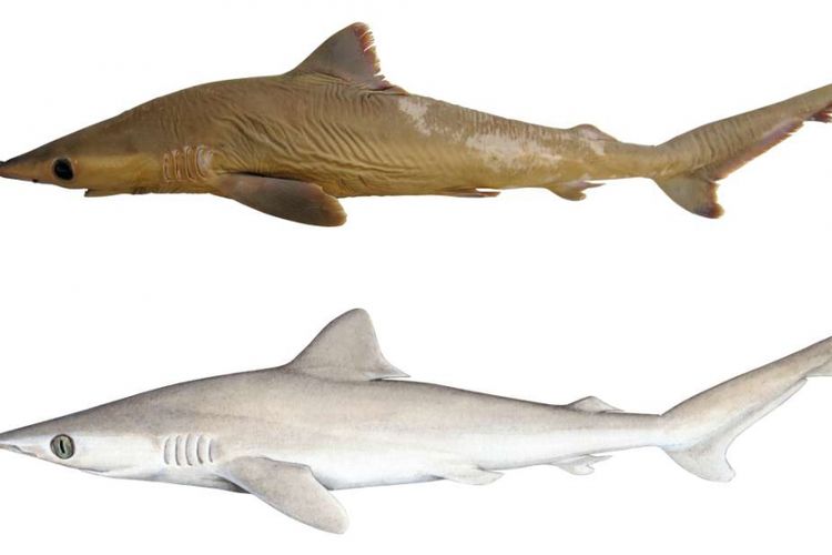 Ilustrasi Carcharhinus obsolerus, spesies hiu baru yang pertama dijelaskan pada 2019.