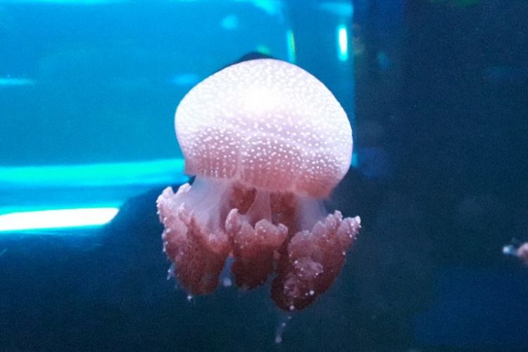 Spotted jellyfish, salah satu jenis ubur-ubur yang dipamerkan di Jellyfish Sphere SeaWorld Ancol, Jakarta Utara, Selasa (18/12/2018).