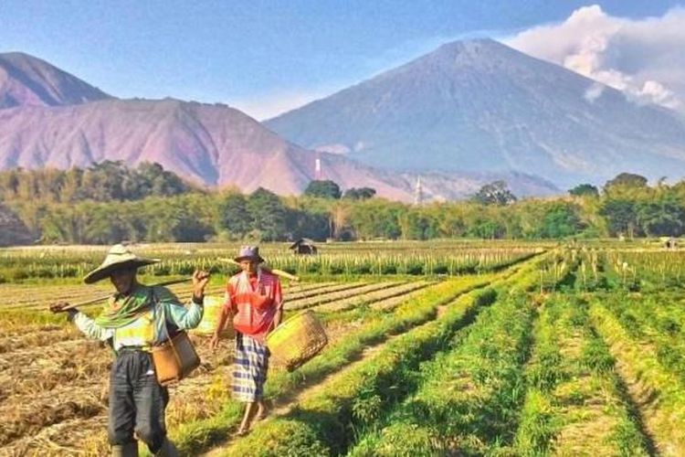 Foto dari kamera smartphone menunjukkan pemandangan persawahan di kaki Pergasingan, di Desa Sembalun Lawang, Lombok Timur. Aktivitas Gunung Barujari di Kaldera Gunung Rinjani, tidak banyak mempengaruhi kehidupan warga Desa Sembalun Lawang yang letaknya di sebelah timur gunung, karena abu vulkanik terlihat mengarah ke barat.