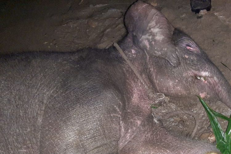 Foto Dok Forum Konservasi Lauser (FKL).20190619 K79-13 Bayi Gajah Ditemukan Terjerat Di Aceh Timur