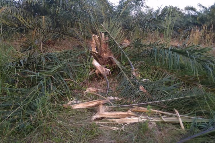Pokok kelapa sawit yang dimakan oleh segerombolan gajah di Kecamatan Tapung, Kabupaten Kampar, Riau, Senin (19/11/2018). 