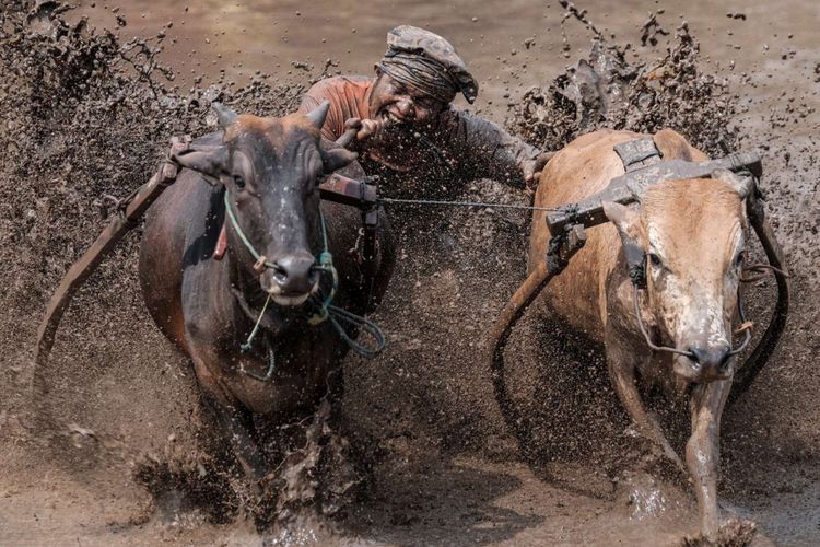 Seorang joki menggigit ekor sapi (jawi) ketika mengendalikannya saat mengikuti kegiatan olahraga tradisional Pacu Jawi di Tanah Datar, Sumatera Barat, Sabtu (17/3/2018). Pacu Jawi merupakan permainan olahraga tradisional yang diadakan usai panen padi dan telah menjadi atraksi wisata untuk menarik wisatawan asing dan wisatawan lokal.