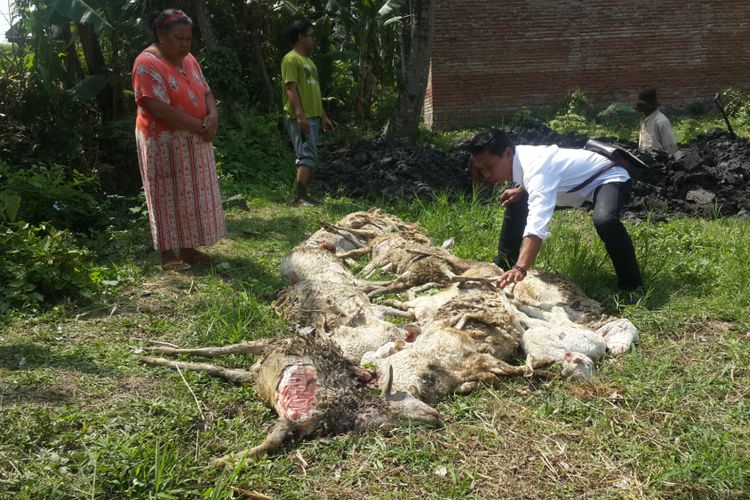 Sejumlah kambing kibas mati di Desa Tegalgondo, Kecamatan Karangploso, Kabupaten Malang, Rabu (13/9/2017)