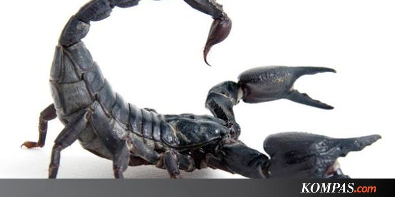 Berharga Ratusan Miliar, Ini 3 Keistimewaan Racun Kalajengking