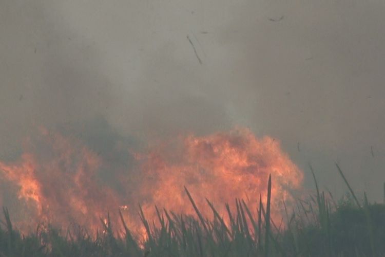 Api yang cukup besar membakar puluhan hektar lahan gambut di Ogan Ilir hari ini. Diduga api yang membakar lahan itu dari aktivitas warga membuka lahan untuk pertanian